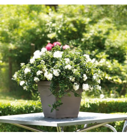 DEROMA Pot de fleurs Carré...