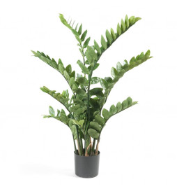 Emerald Zamioculcas...