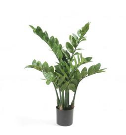 Emerald Zamioculcas...