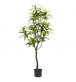 Emerald Arbre Dracaena...