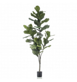 Emerald Ficus lyrata...