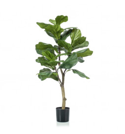 Emerald Ficus lyrata...