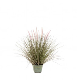 Emerald Herbe Pennisetum...