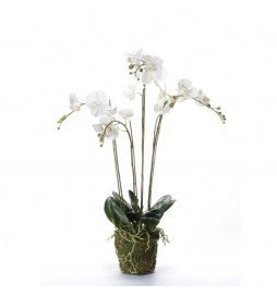 Emerald Phalaenopsis...