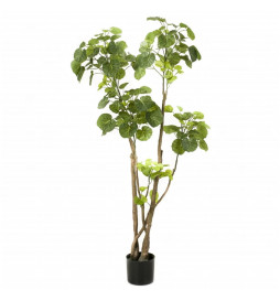Emerald Arbre Polyscias...