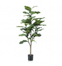 Emerald Ficus lyrata...