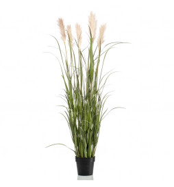 Emerald Herbe de pampa...