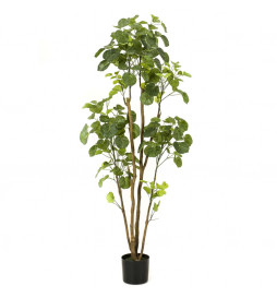Emerald Arbre de Polyscias...