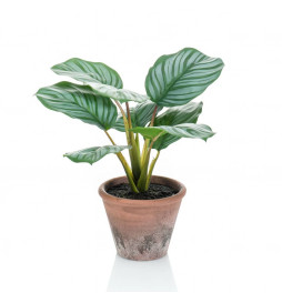Emerald Calathea Orbifolia...