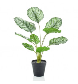 Emerald Calathea Orbifolia...