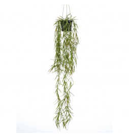 Emerald Buisson suspendu de...
