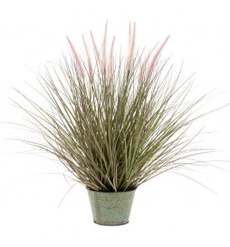 Emerald Pennisetum...