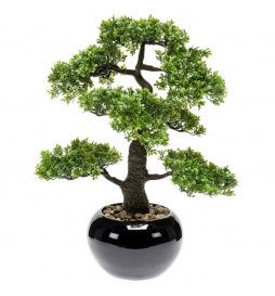 Emerald Mini bonsaï Ficus...